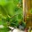 Bottle of olive oil and olives.
